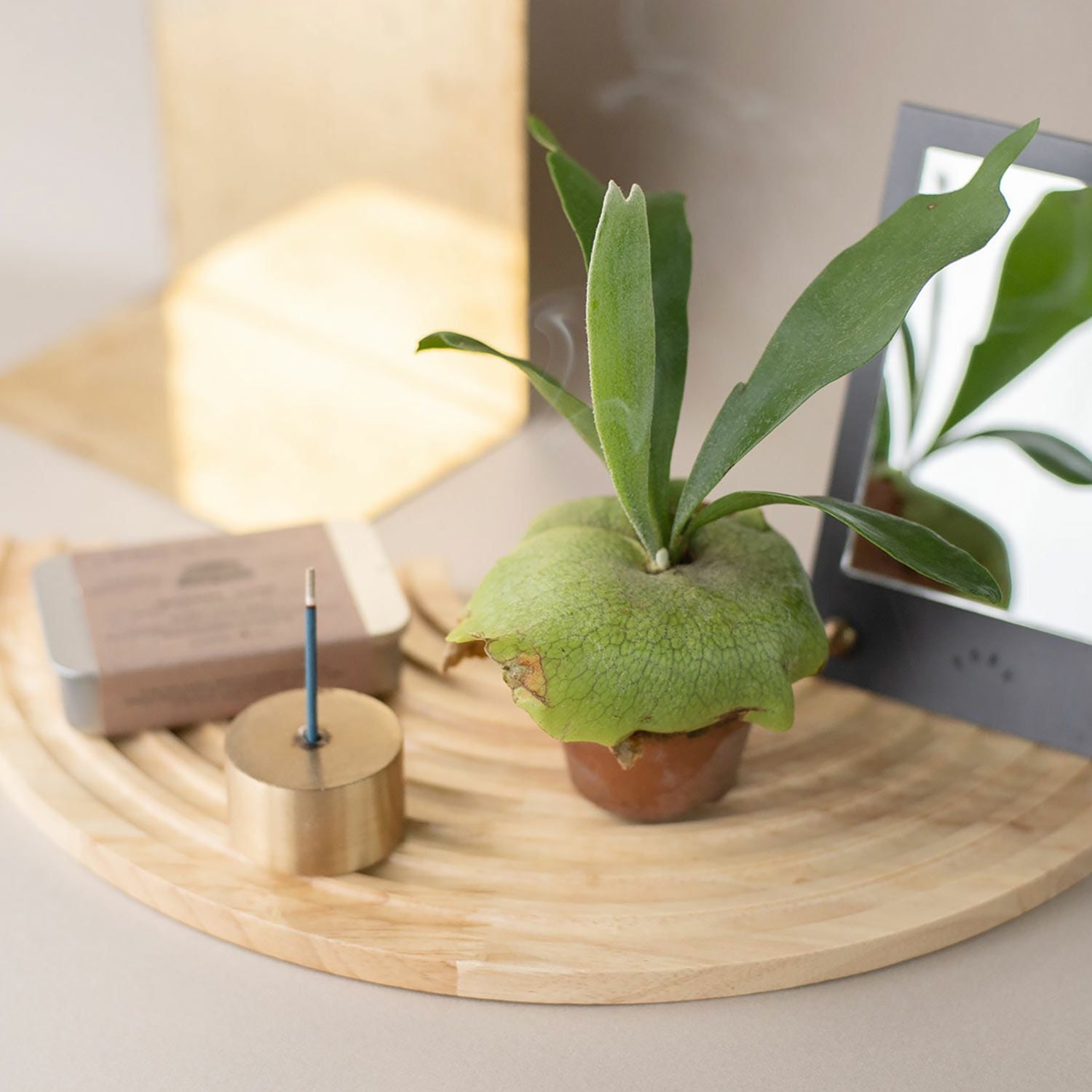 amabro アマブロ | WOOD CIRCLE TRAY ウッドサークルトレイ | HIGHTIDE